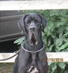 We did not find results for: Img 1734 Blue Great Danes Breeder Alani Neri Great Dangerous Dream Blue Great Danes Black Great Danes Kennel In Italy Great Dane Puppies Available
