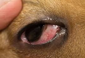 If your cat is squinting or its eyes treatment will depend on the underlying cause. Eye Problems In Dogs And Cats Treatment Of Corneal Ulcers The Hi Lo