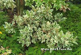 Image result for Ardisia staudtii