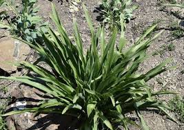 Image result for Chlorophytum bowkeri