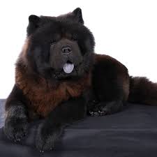 Maybe you would like to learn more about one of these? Why Do Chow Chows Have Blue Tongues Dog Friendly Scene