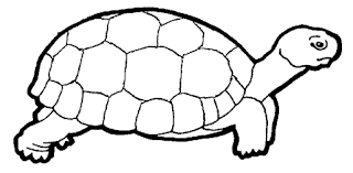 Tartaruga Animale Disegno Da Colorare Gratis Disegni Da Colorare