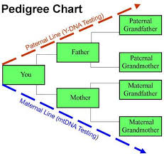 Introducing Dna Genealogy Trace Family History With Your Dna