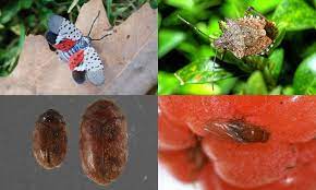 Practice integrated pest management (ipm): Invasive Insects The Top 4 Most Wanted List