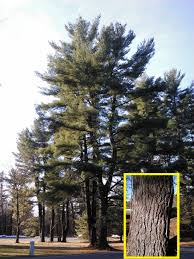 Winter Tree Identification Part Ii Evergreen Trees New