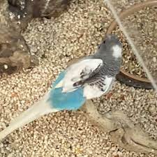 Love our local little pet store we called village pets. Village Pets Supplies 17 Photos 37 Reviews Pet Stores 1425 Fulton Rd Santa Rosa Ca Phone Number Yelp