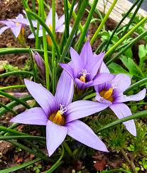 Image result for Romulea