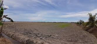 Own the road not the car. Tanah Sawah 3 Ekar Untuk Dijual Di Sungai Besar Property Others On Carousell