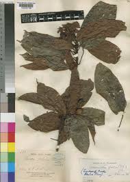 Image result for Caloncoba