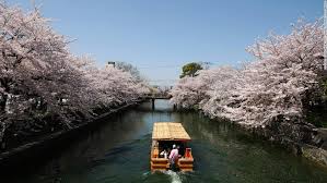 Image result for kyoto