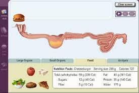 Questions about the stomach and intestines can be included in this category. Gizmo Of The Week Articles Page 31 Of 36 Explorelearning News