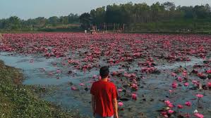Pulau pinang terletak di antara negeri kedah dengan negeri perak di utara semenanjung malaysia. Danau Teratai Andong Harga Tiket Dan Lokasi Jadwaltravel Com