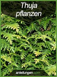 Rasch wachsend bildet die lorbeerkirsche dichte, immergrüne sichtschutzhecken die sich hervorragend als gestaltungselement eignen. Thuja Pflanzen Falls Du Dein Grundstuck Mit Einer Hecke Aus Lebensbaumen Eingrenzen Mochtest Solltest Du Unbedingt Diese Anleitun Thuja Pflanzen Tiefwurzler