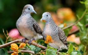 Berikut ini beberapa jenis lovebird dan gambarnya yang bisa menjadi inspirasi anda dalam mencari informasi tentang lovebird. Daftar Harga Burung Perkutut Semua Jenis Terbaru Januari 2021