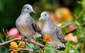 Jadi penasaran ya bagaimana ciri burung kepodang jantan dan betina serta kiat atau cara membedakan kicauannya. Daftar Harga Burung Perkutut Semua Jenis Terbaru Januari 2021