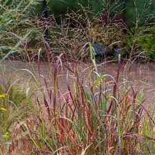 Image result for Panicum sadinii