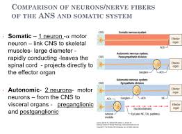 Autonomic Nervous System Flashcards Quizlet