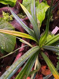 Image result for Mapania