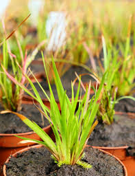 Image result for Xyris sp.nov.