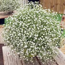 Keep seedlings in bright light, moderately moist and feed them at one month with a half strength plant food. Annual Baby S Breath Seeds Gypsophila Muralis Seed Annual Flowers