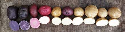 Descriptions Of Potatoes Tucker Farms Inc Gabriels Ny