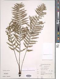 Image result for Asplenium loxoscaphoides