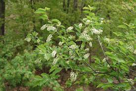 Image result for Prunus serotina