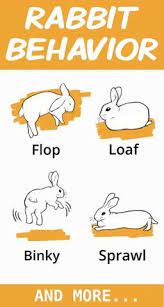 Pin On Rabbits