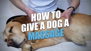 Check spelling or type a new query. How To Massage A Dog In 3 Different Ways Daily Sore Muscles Anxiety