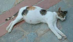 Mau berapa pun umurnya, kucing tetap konsisten menjadi makhluk manis. Ciri Kucing Hamil Kalendar Tanda Kucing Mengandung
