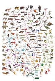 Charts Charts In 2019 Darwin Tree Of Life Phylogenetic