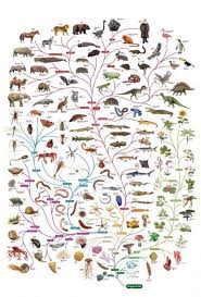 charts charts in 2019 darwin tree of life phylogenetic