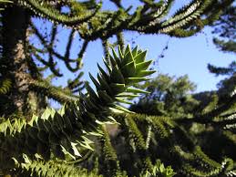 Image result for Araucariaceae