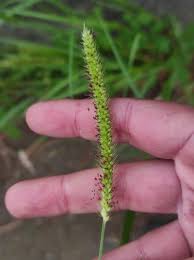 Image result for Setaria parviflora