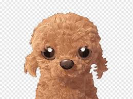 Available puppies standard poodle puppies newfiepoo puppies borderdoodle puppies past puppies poodles labradoodles news contact. Toy Poodle Miniature Poodle Puppy Dog Breed Brown Puppy Animals Carnivoran Toy Dog Png Pngwing
