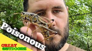 Body is painted a nice golden sunset yellow and legs a nice apple red florida's giant orange grasshoppers. Giant Lubber Grasshopper Youtube