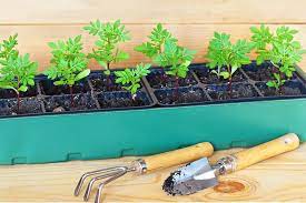 Grow marigold from seeds easily at homeseed to flower full information with updates(buy good quality seeds from my seed seller his whats app no. When And How To Plant Marigold Seeds Gardener S Path