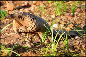 Corona virüsünün dünya genelinde yayılmasının ardından pangolin ve yarasa olmak üzere iki canlıdan şüphe ediliyor. Pangolins Latest Animal Identified As Intermediate Coronavirus Host Caixin Global