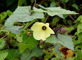 Image result for Abelmoschus