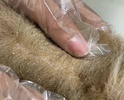 Image result for what do lice look like in dog fur