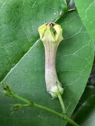 Image result for Ceropegia racemosa
