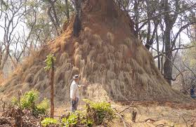 Image result for Setaria lindenbergiana