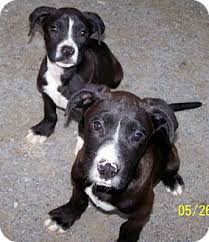 See more ideas about boxer puppies, boxer, puppies. Bristol Tn Boxer Meet Ellie Mae Betty S Dog A Pet For Adoption
