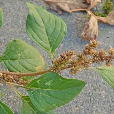 Image result for Amaranthus deflexus