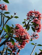 Obituary information for Esther C. Vespignani