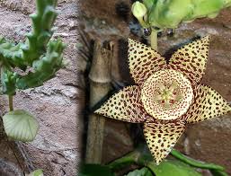 Image result for Orbea umbracula