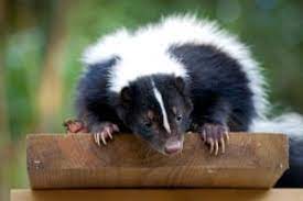 Professional wildlife & pest control experts. Animal Control Bergen County Nj Animal Trapping Passaic Nj Near Me