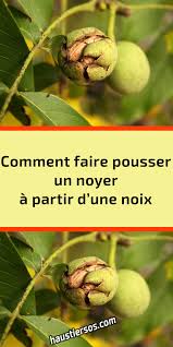Epingle Sur Jardinage Maison