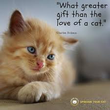 Cat Quotes What Greater Gift Than The Love Of A Cat Cats Pets Cutecats Catlover Quotes Catquotes Quotesoftheday Catsme Cat Quotes Cats Orange Kittens