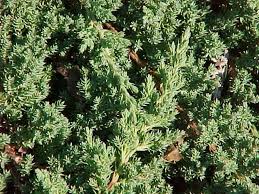 The best evergreen groundcovers for gardens. Best Shrubs